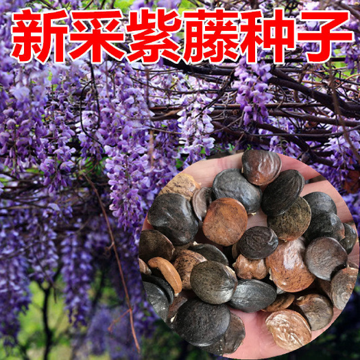 沭阳县 紫藤种子多花紫藤种子盆栽地栽树种爬藤植物垂吊花种子林木种子籽