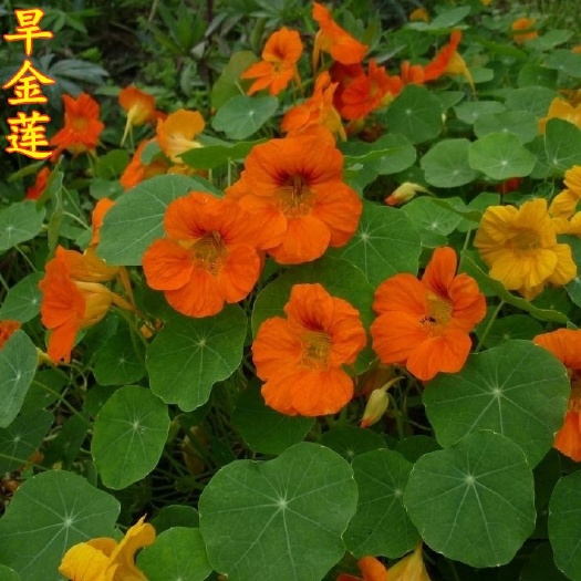 沭阳县 旱金莲种子 金莲花四季易种室内阳台爬藤花卉种子旱荷花花籽