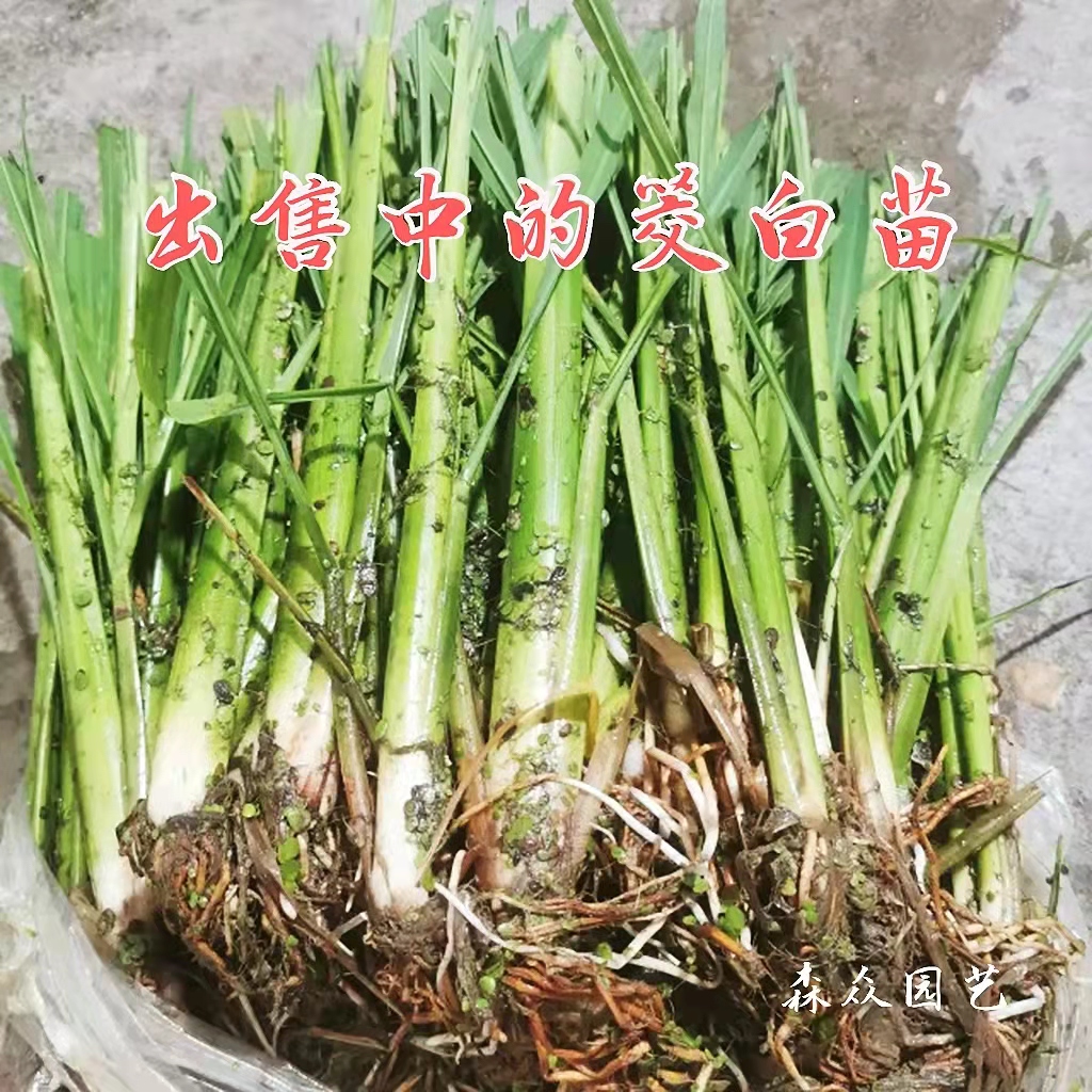 茭白种苗早熟高产双季茭白苗浙江6号浙茭7号茭瓜苗高瓜苗茭笋