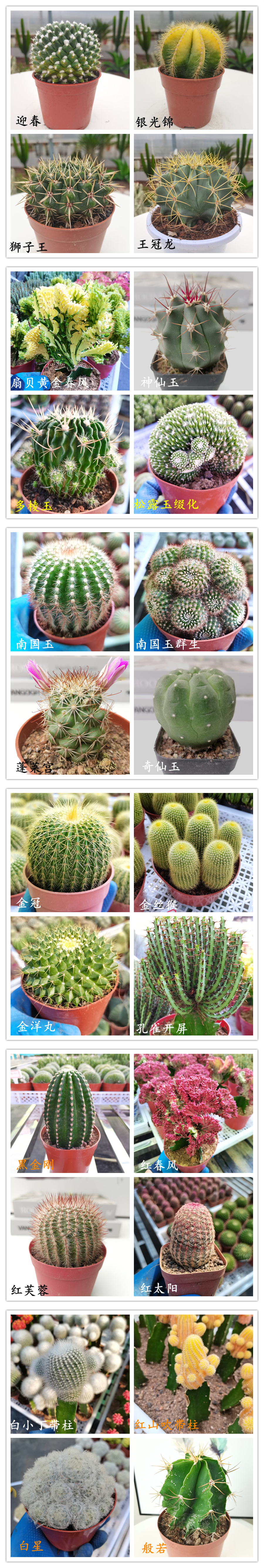  【产地直发】黄彩玉仙人球批发金琥属仙人柱仙人掌批发多肉植物