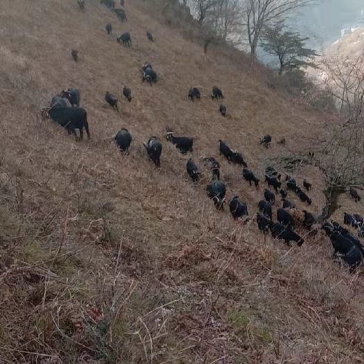 美姑县四川大凉山美姑县地标特产黑山羊