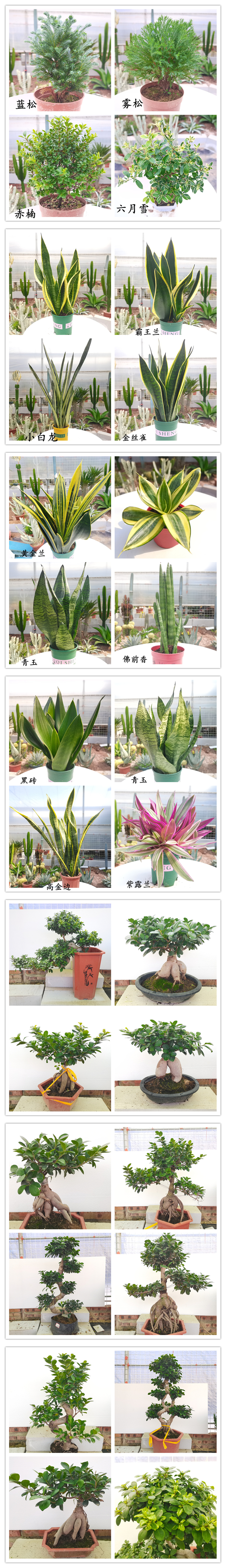  【产地直发】狮子王仙人球批发仙人柱仙人掌匹配法多肉植物批发