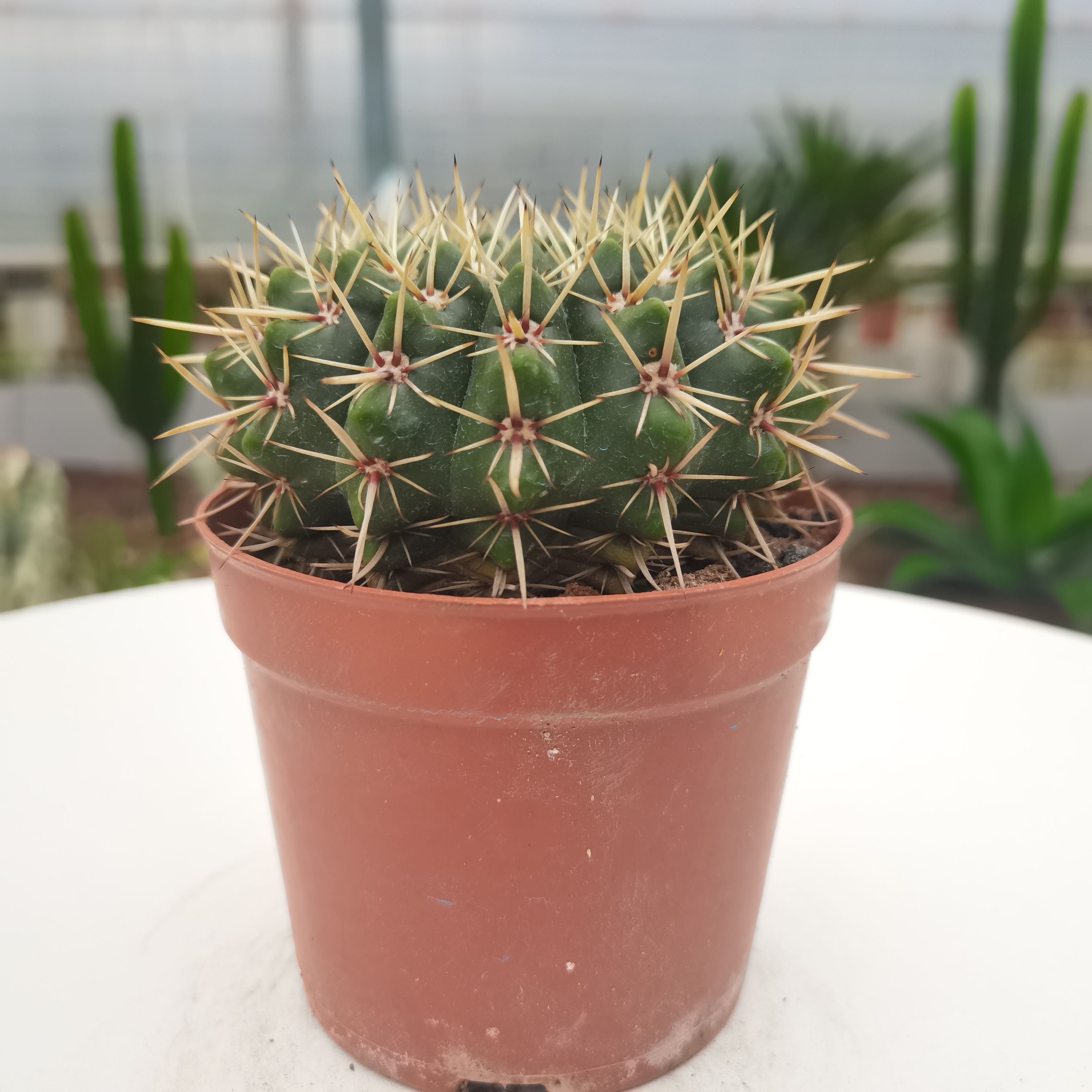  【产地直发】狮子王仙人球批发仙人柱仙人掌匹配法多肉植物批发
