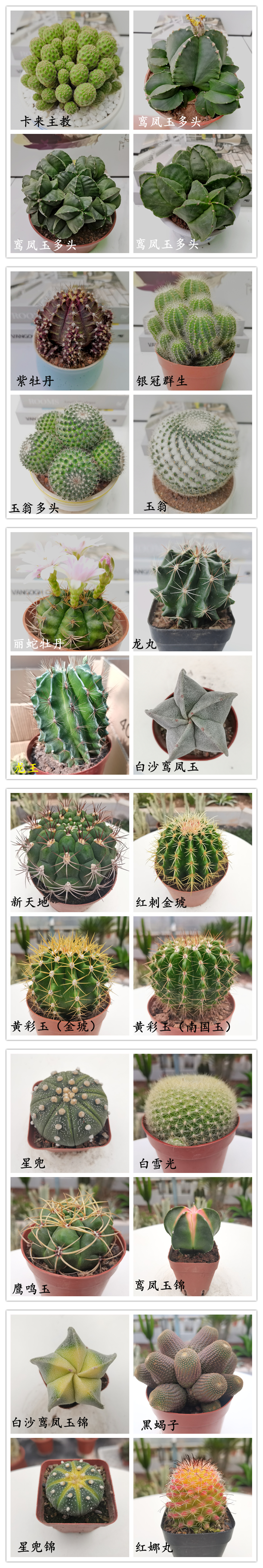  【产地直发】狮子王仙人球批发仙人柱仙人掌匹配法多肉植物批发