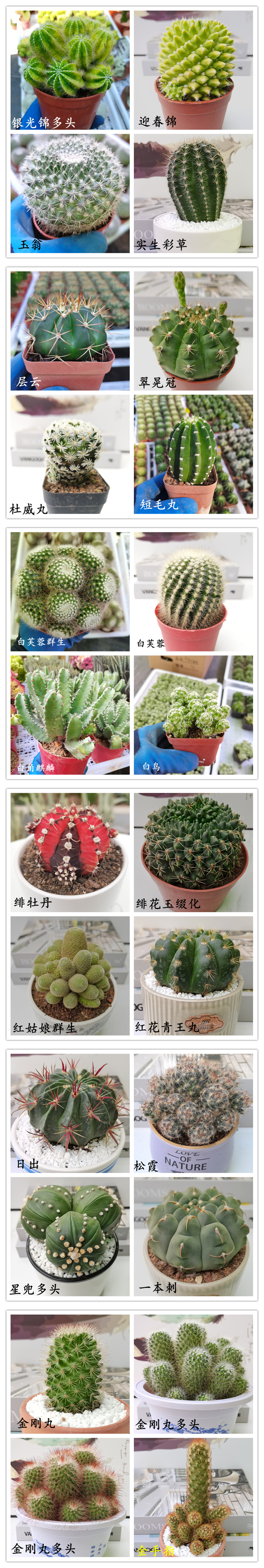  【产地直发】黄彩玉仙人球批发金琥属仙人柱仙人掌批发多肉植物