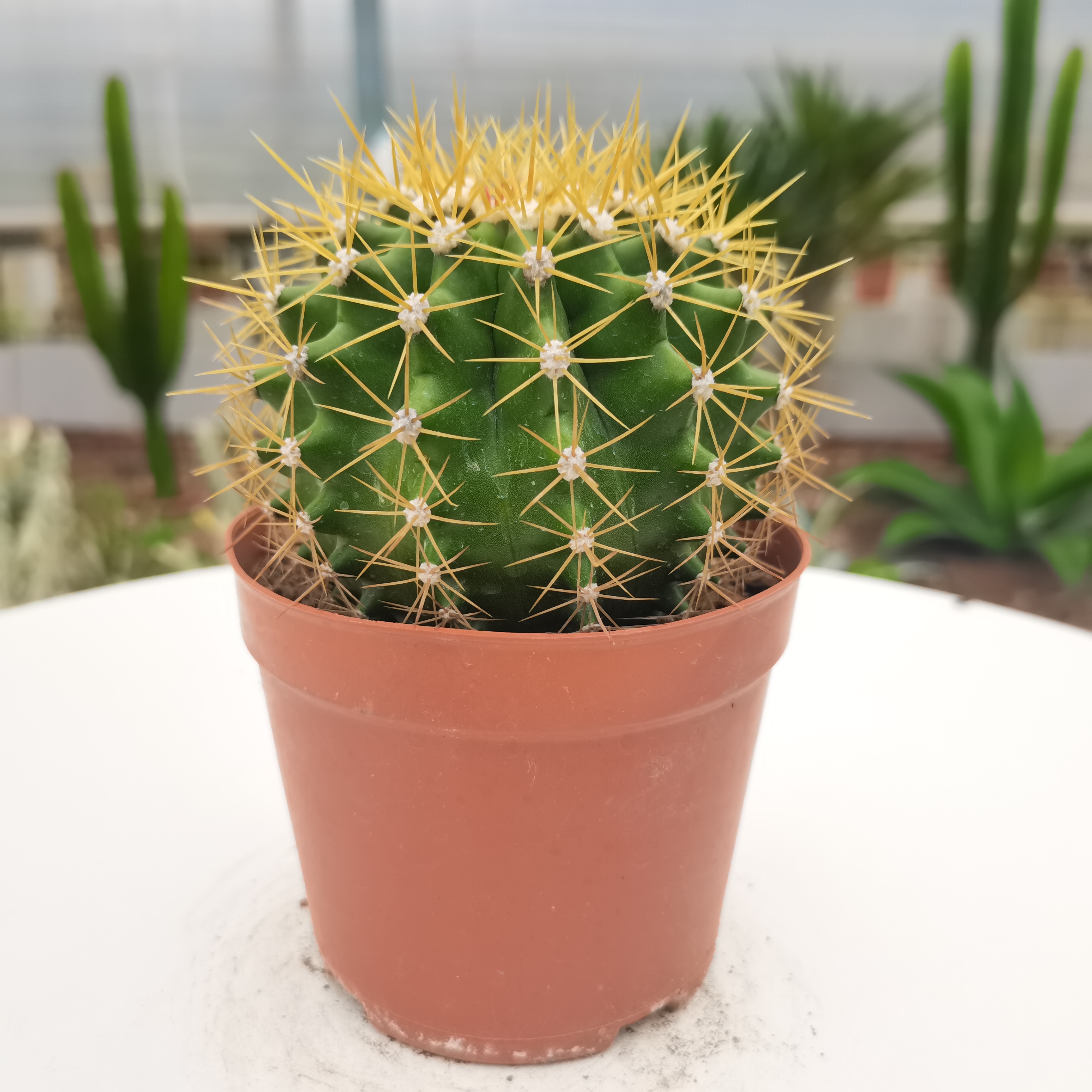  【产地直发】黄彩玉仙人球批发金琥属仙人柱仙人掌批发多肉植物