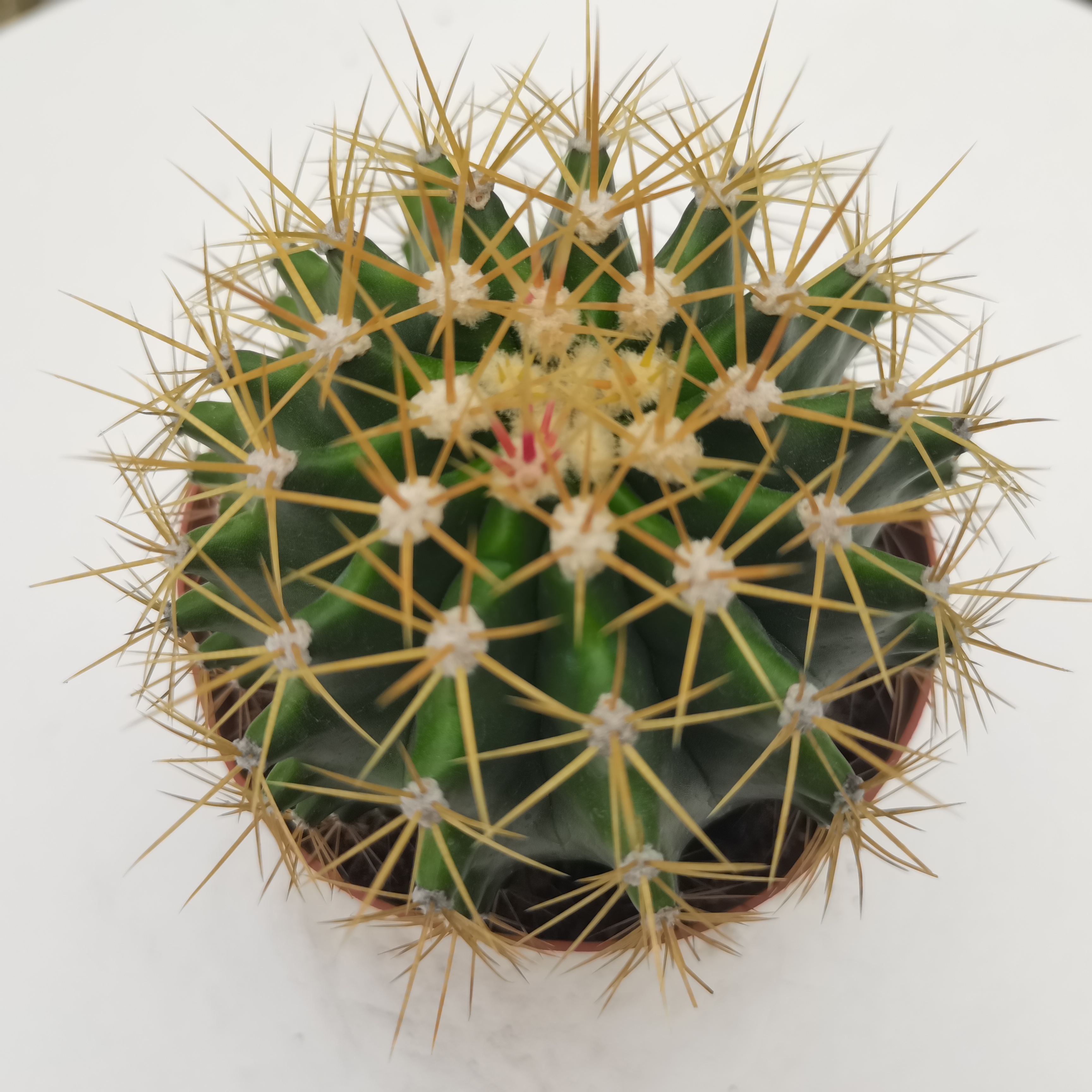 【产地直发】黄彩玉仙人球批发金琥属仙人柱仙人掌批发多肉植物