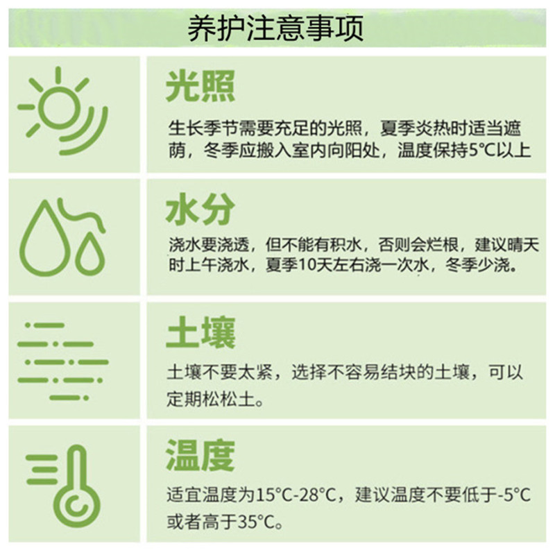  【产地直发】狮子王仙人球批发仙人柱仙人掌匹配法多肉植物批发