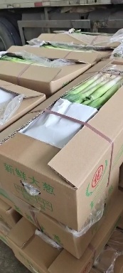 漳浦县铁杆大葱 净葱 福建省漳州市漳浦县