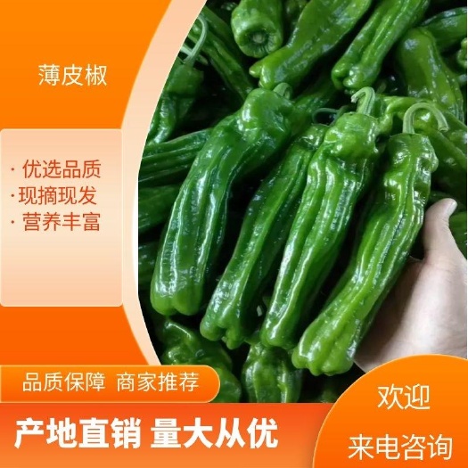 临高县薄皮椒  泡椒海南辣椒一手代办商 精品薄皮泡椒