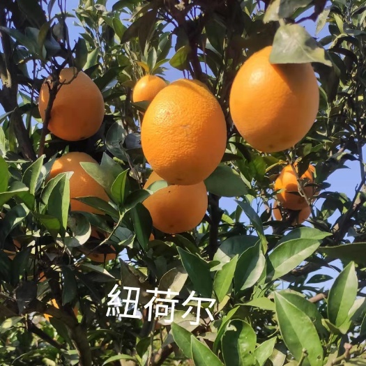 益阳橙子苗，纽荷尔苗，赣南脐橙苗，品种纯正，批发价苗农直销