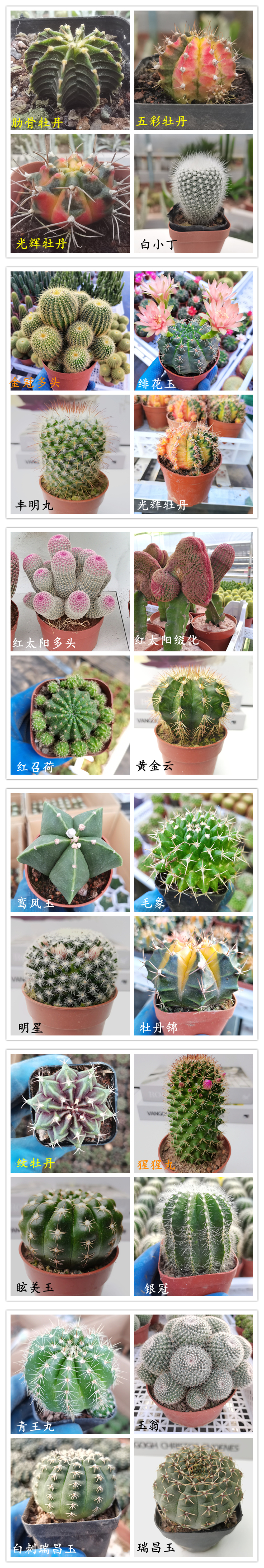  【产地直发】黄彩玉仙人球批发金琥属仙人柱仙人掌批发多肉植物