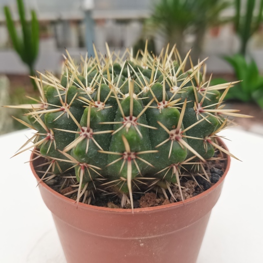  【产地直发】狮子王仙人球批发仙人柱仙人掌匹配法多肉植物批发