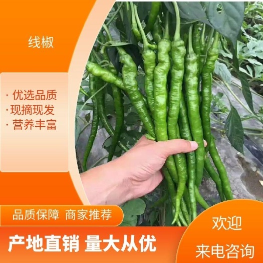 临高县三号线椒 八号线椒 红线椒