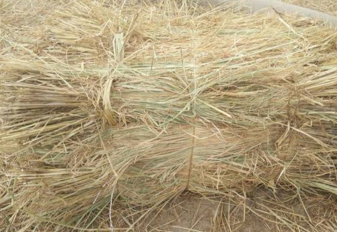 酒厂稻草治沙稻草70---90厘米