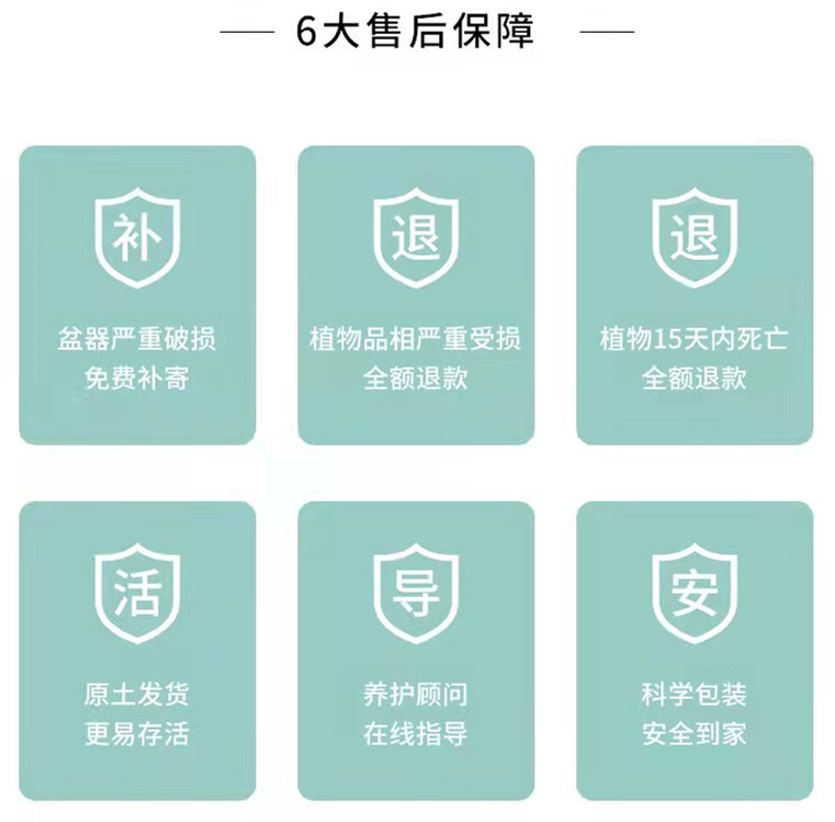  【产地直发】狮子王仙人球批发仙人柱仙人掌匹配法多肉植物批发