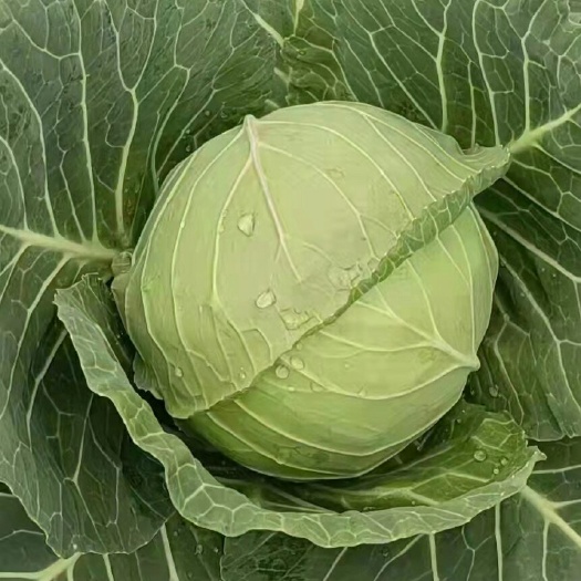赫章县中甘系列  包菜