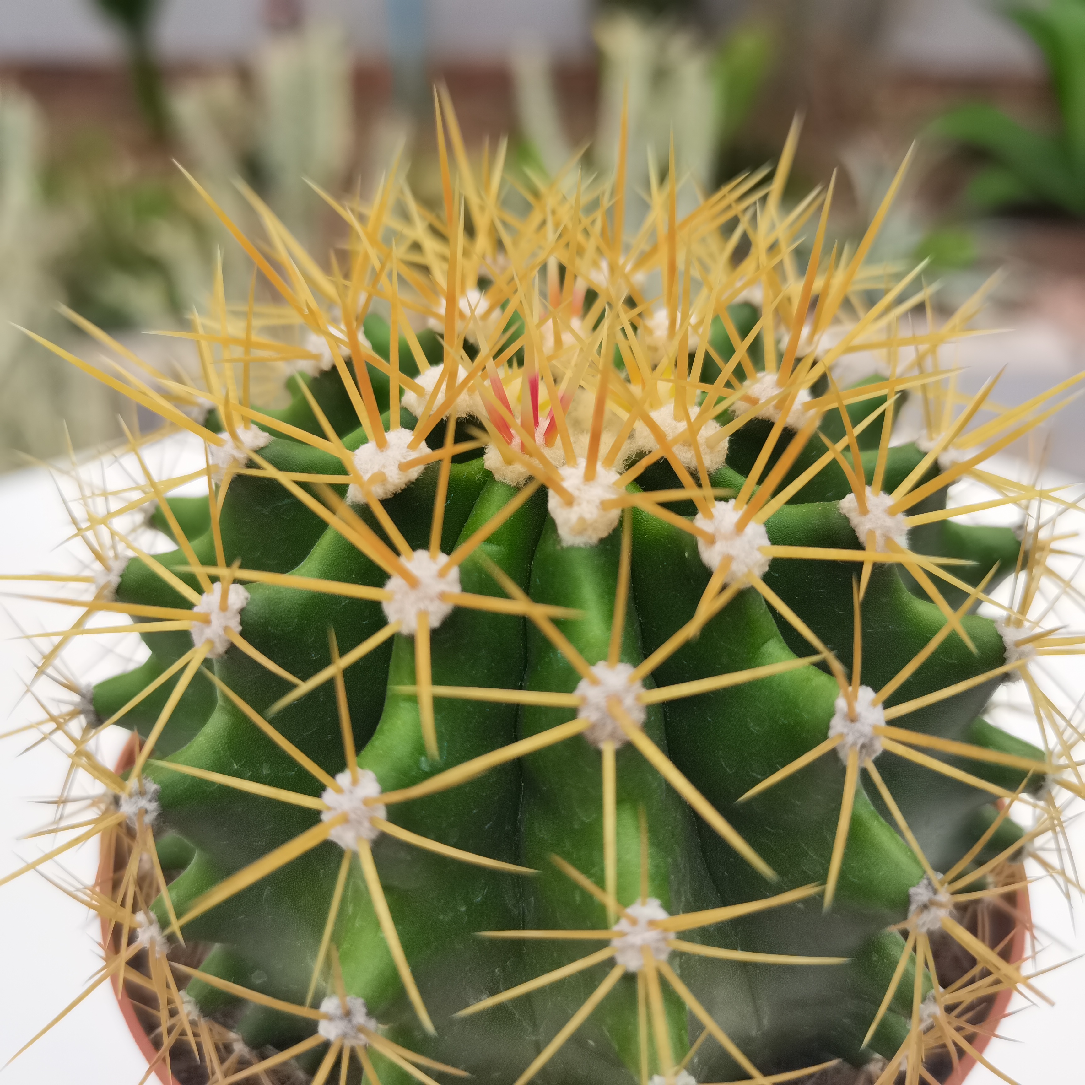  【产地直发】黄彩玉仙人球批发金琥属仙人柱仙人掌批发多肉植物