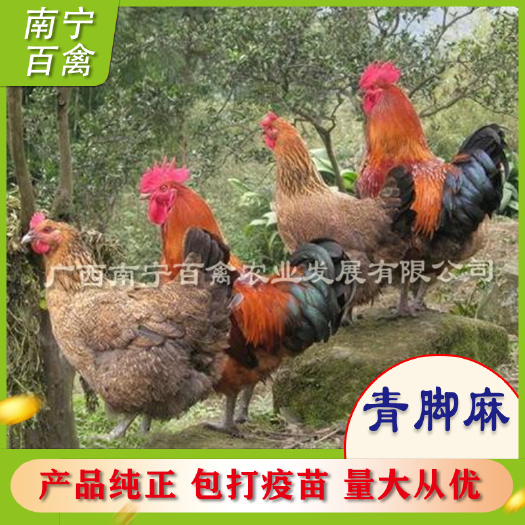 南宁青脚麻鸡苗  苗场精品，孵房直供，打好疫苗，抗病力强