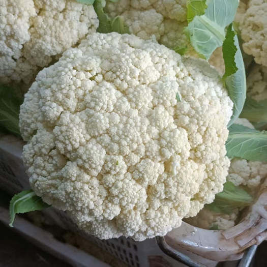 威宁县白花菜花 白花松花
