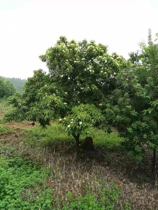 四照花果苗 四照花