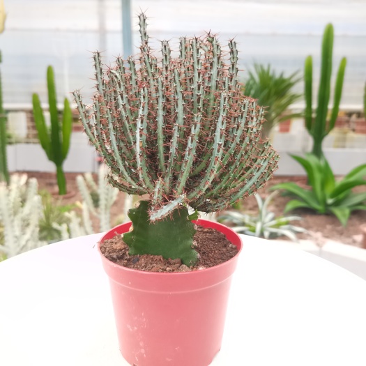 漳州 【产地直发】孔雀开屏仙人掌批发仙人柱仙人球批发多肉植物批发
