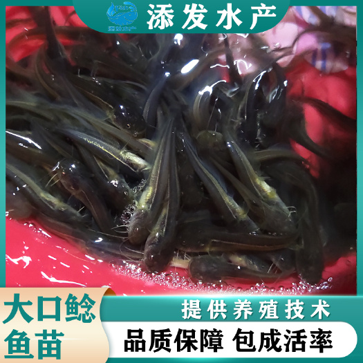 广州批发大口鲶鱼苗.鲶鱼苗 质量保证 价格实惠