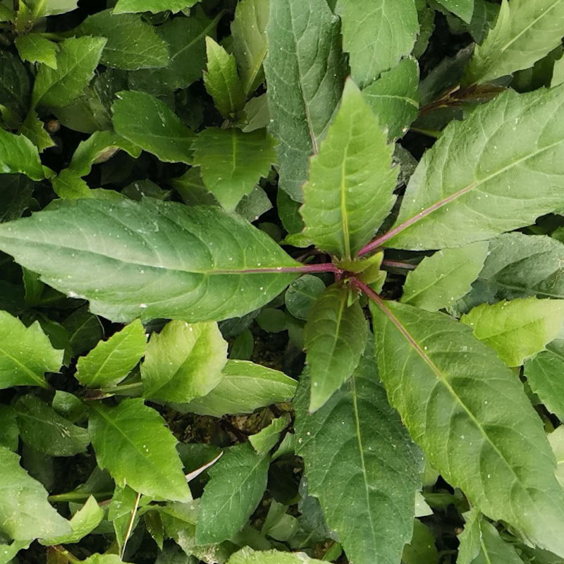 紫背天葵种苗 紫背菜苗 观音菜苗四季种秋冬季农家蔬莱种苗