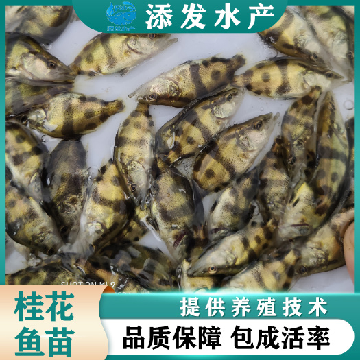 广州大量出售桂花鱼苗.桂鱼苗 质量保障，可空运
