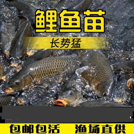 蓝山县鲤鱼苗活体