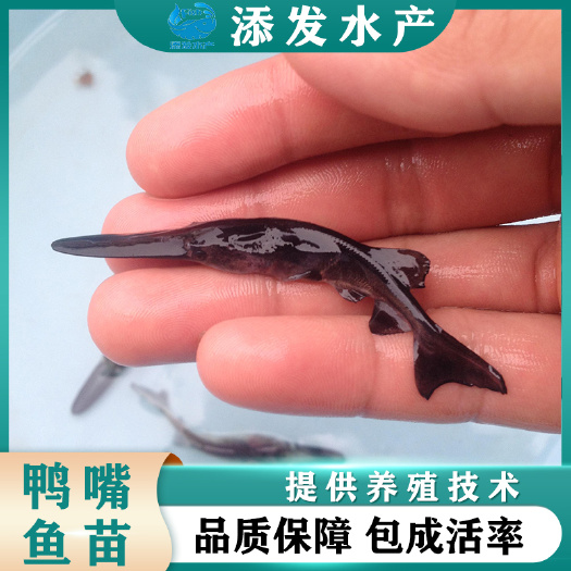 广州鸭嘴鱼苗