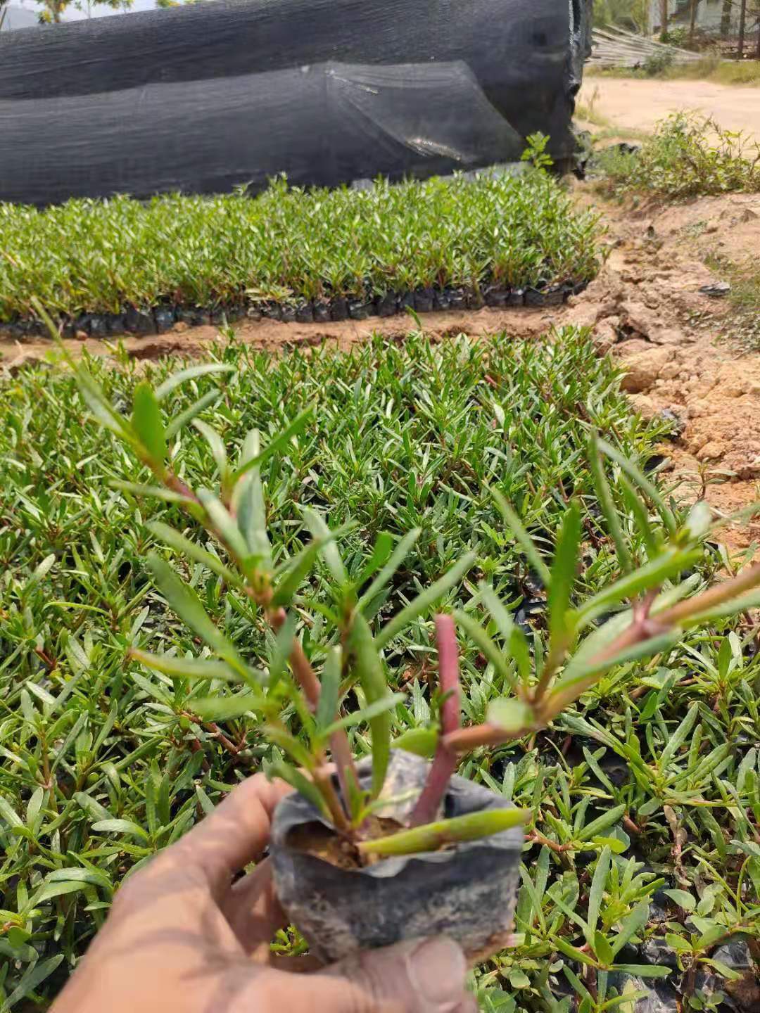  马齿苋 滨海植物 复绿 基地直供