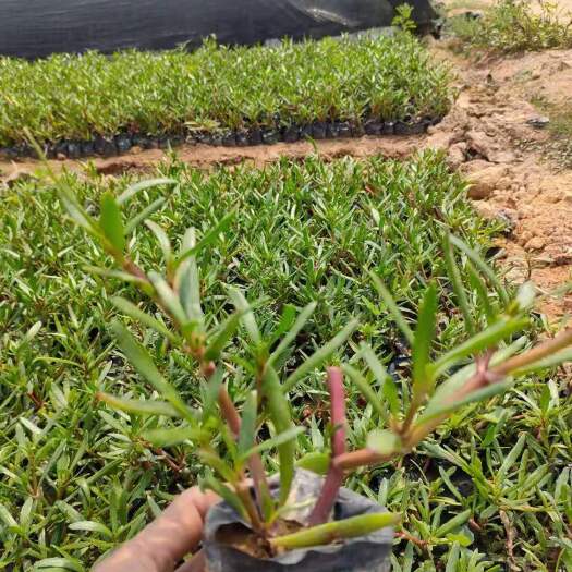 东莞市 马齿苋 滨海植物 复绿 基地直供