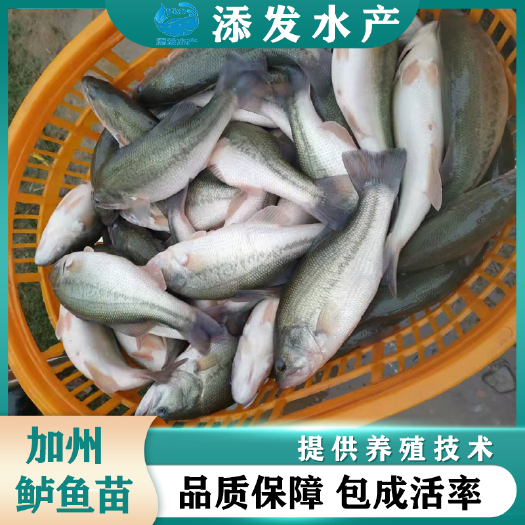 广州大量出售加州鲈鱼苗 鲈鱼苗寸苗水花批发
