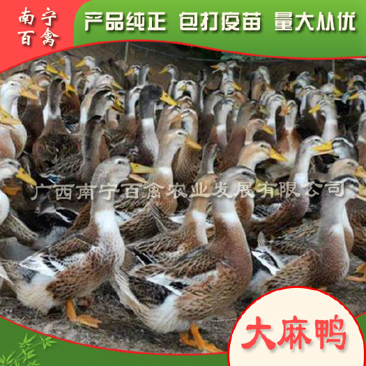 南宁麻鸭苗  苗场直供大种杂交，不用中介赚差价，成活率高达99％
