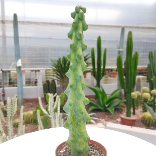 漳州 【产地直发】福禄寿仙人柱仙人掌批发仙人球批发多肉植物批发