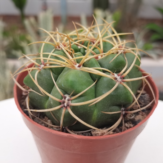 漳州 【产地直发】莺鸣玉仙人球批发仙人柱仙人掌批发多肉植物批发