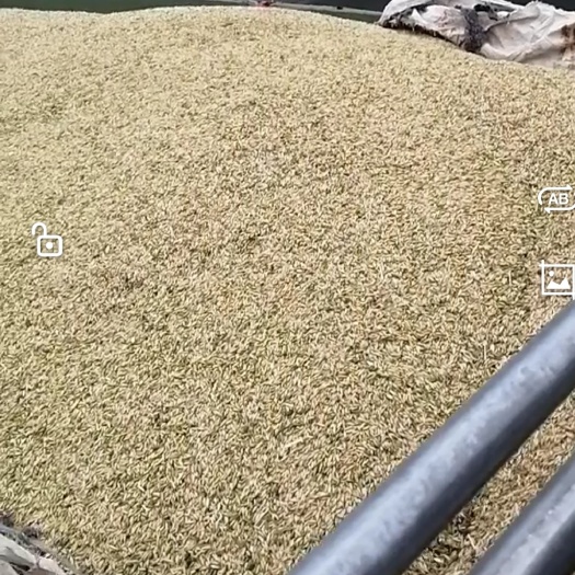  燕麦