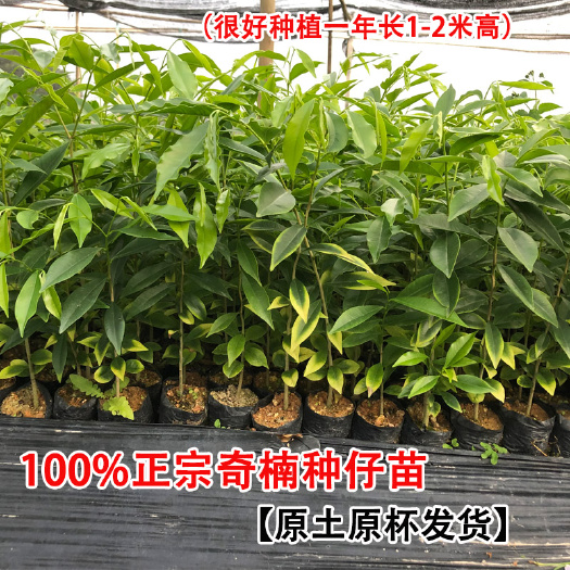 奇楠沉香树苗奇楠沉香小苗沉香芽苗绿奇楠沉香幼苗沉香种子名贵