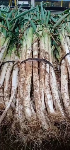 长白大葱 大葱大量上市合作共赢代发全国