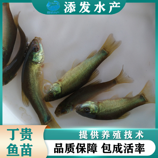 广州大量出售丁桂鱼苗 丁桂鱼苗价格