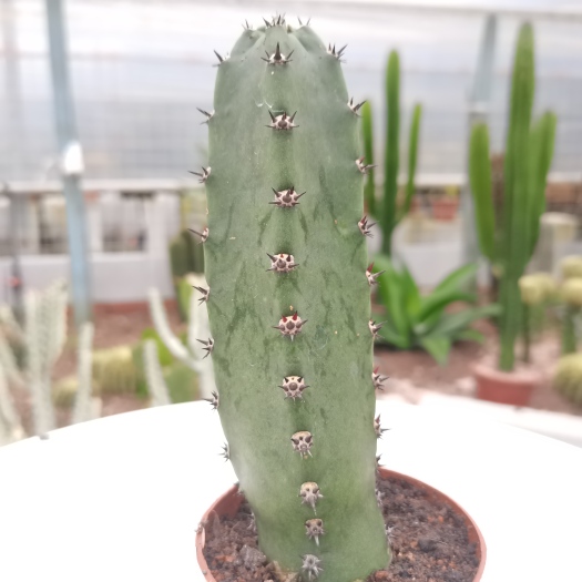 漳州 【产地直发】黑刺袖浦仙人柱仙人掌批发仙人球批发多肉植物批发