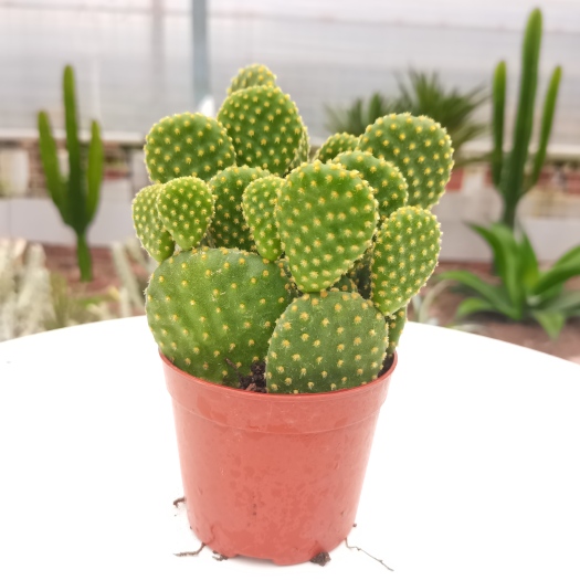 漳州 【产地直发】黄毛掌仙人掌批发仙人柱仙人球批发多肉植物批发