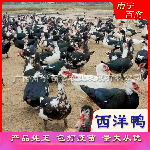 南宁黑番鸭苗  苗场直供，黑番鸭，花番鸭苗，白番鸭苗，打好疫苗，