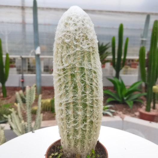 漳州 【产地直发】老乐柱仙人柱批发仙人球仙人掌批发多肉植物批发