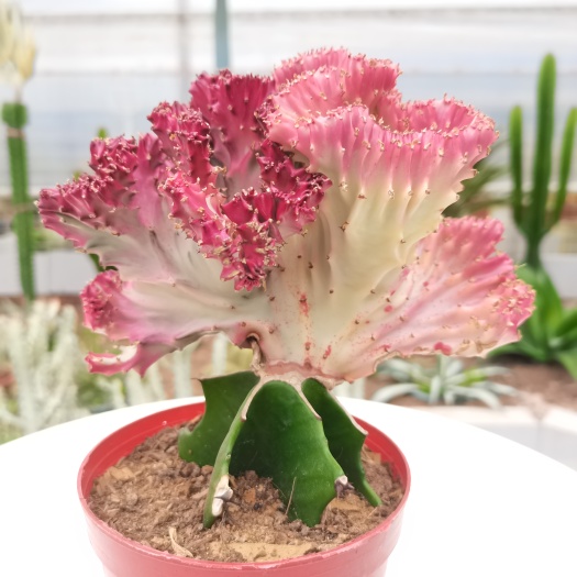 漳州 【产地直发】彩春风仙人掌批发仙人柱仙人球批发多肉植物批发