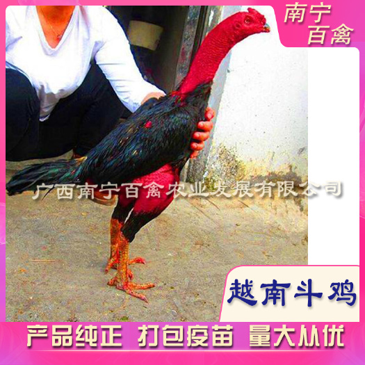 南宁纯种越南斗鸡苗，包打疫苗，养殖技术指导，代办托运，