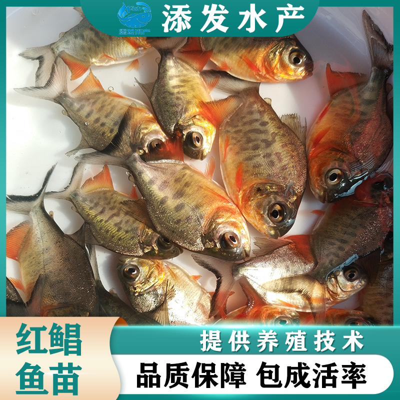 广州淡水白鲳鱼苗