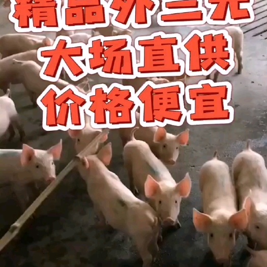 临朐县我场出售精品外三元仔猪，育肥猪苗！长势快，好饲养，抗病能力