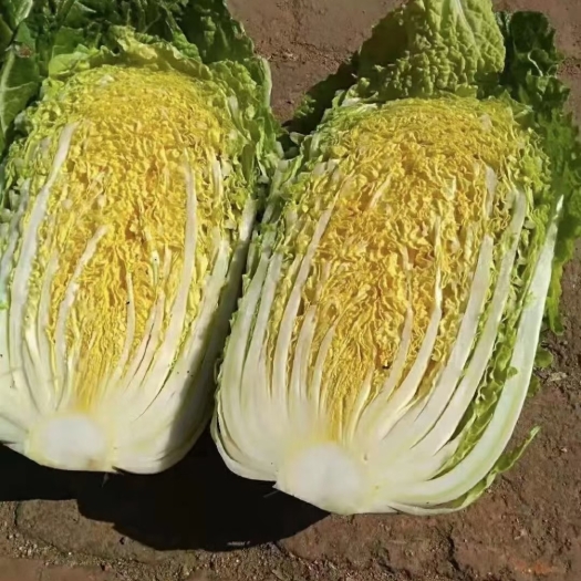 赫章县 白菜黄心白菜青麻叶包菜
